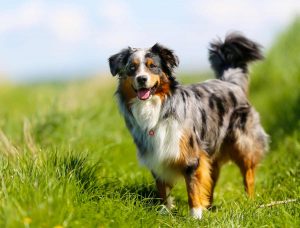 Australian-Shepherds-300x228.jpg Australian Shepherd on a walk