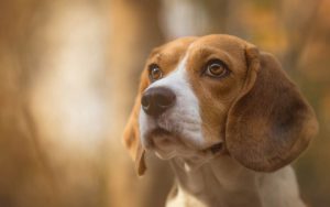 Beagles-One-300x188.jpg beagle looking away