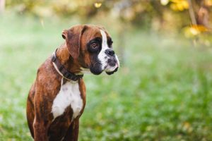 Boxers-300x200.jpg boxer canine waiting to play fetch