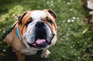 Bulldogs-300x199.jpg bulldog