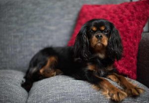 Cavalier-King-Charles-Spani-300x208.jpg charles spaniels sitting on couch