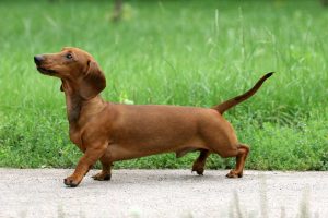 Dachshunds-300x200.jpg dachshunds on a walk