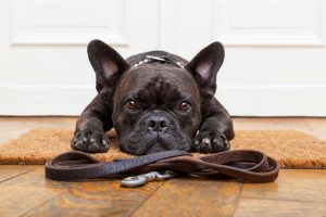 French-Bulldogs-1-300x200.jpg french bulldog