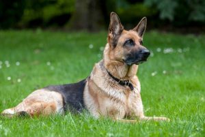 German-Shepherds-1-300x201.jpg German Shepherds
