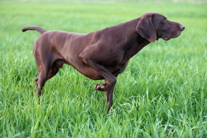 German-Shorthaired-300x200.jpg Pointer dog hunting
