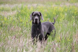 Great-Danes-300x200.jpg great dane looking stright