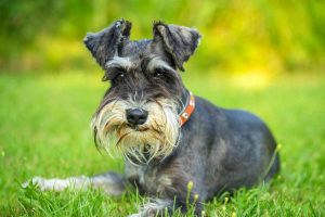 Miniature-Schnauzers-300x200.jpg Schnauzer laying outside