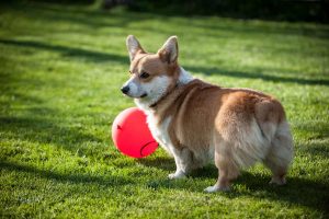 Pembroke-Welsh-Corgis-300x200.jpg corgi playing with ball