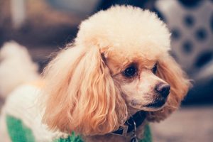 Poodles-1-300x200.jpg poodle looking to the right