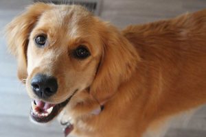 Retrievers-300x200.jpg golden retriever
