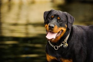 Rottweilers-1-300x200.jpg rottweiler looking straight