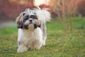 Shih-Tzu-300x200.jpg shih tzu with fluffy tail