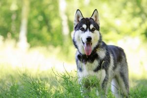 Siberian-Huskies-300x200.jpg huskie in grass