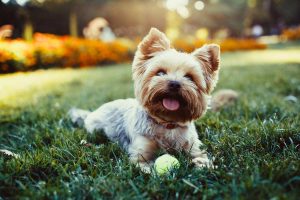 Yorkshire-Terriers-300x200.jpg Yorkie laying in grass