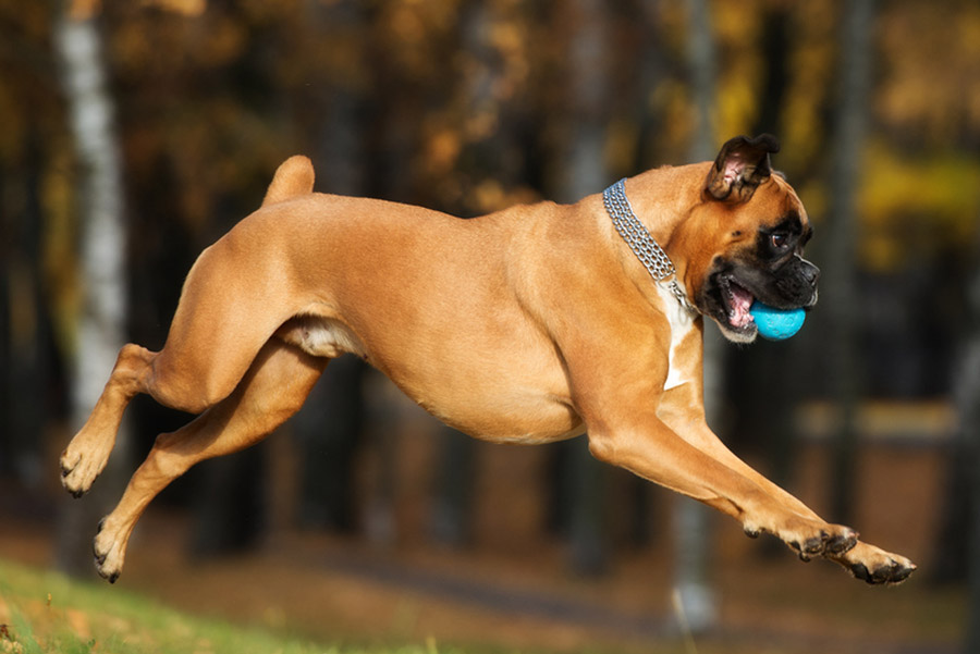 Boxer Dogs Exercise Boxer Dogs Exercise