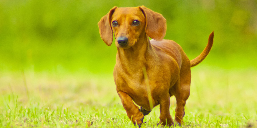 Dachshunds Exercise Dachshunds Exercise