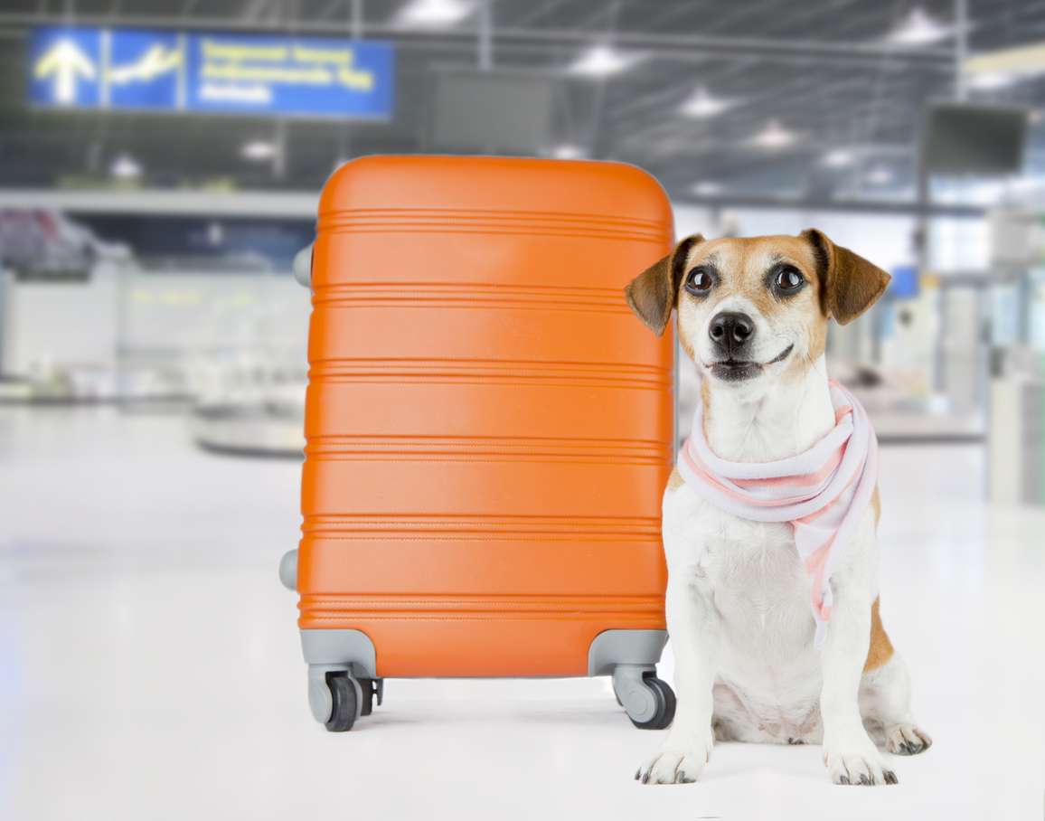 Delta Air Lines Emotional Support Animal Policy Delta Air Lines Emotional Support Animal Policy