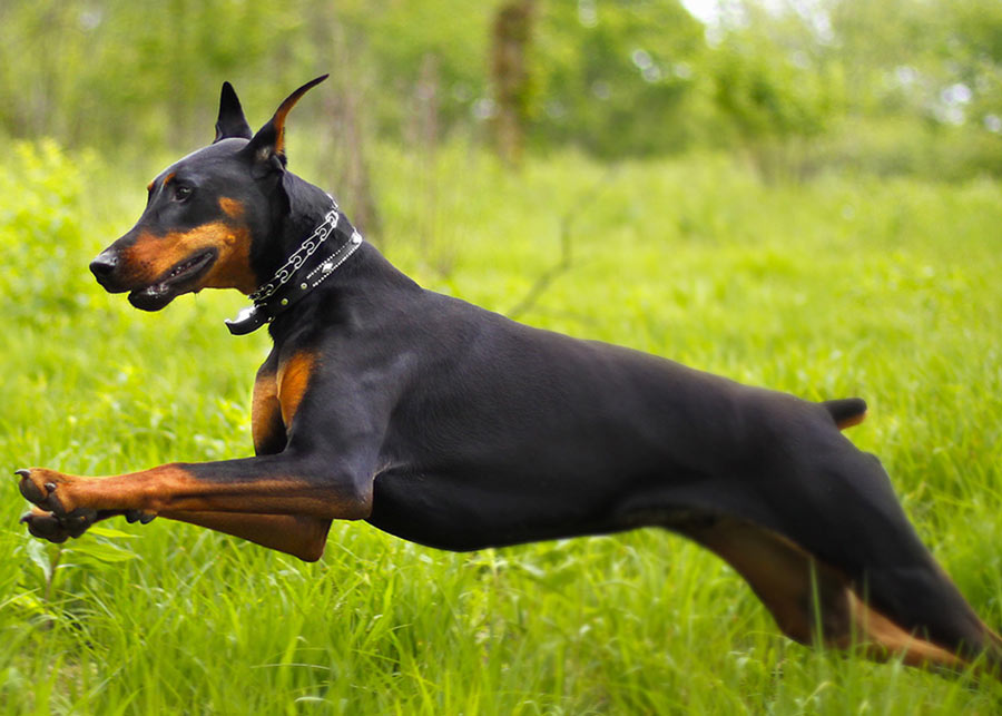 Doberman Pinscher Exercise Doberman Pinscher Exercise