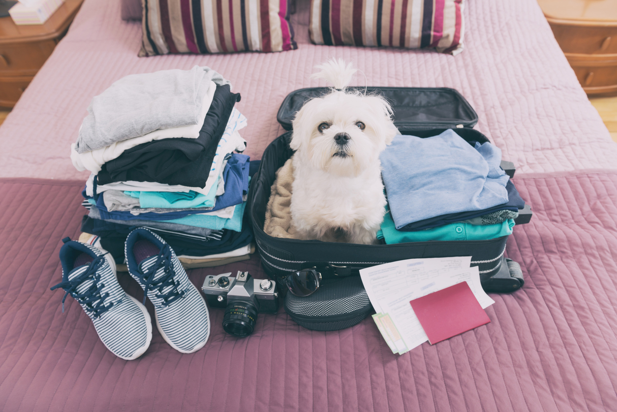 Frontier Airlines Emotional Support Animal Policy Frontier Airlines Emotional Support Animal Policy