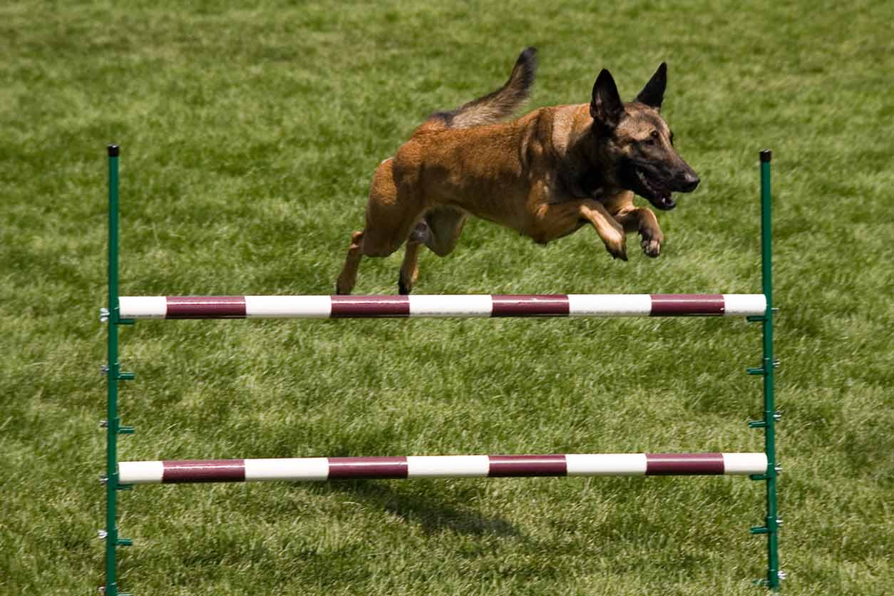German Shepherd Exercise German Shepherd Exercise