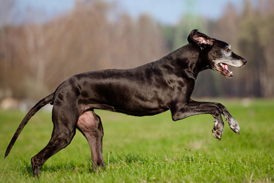 Great Danes Exercise Great Danes Exercise