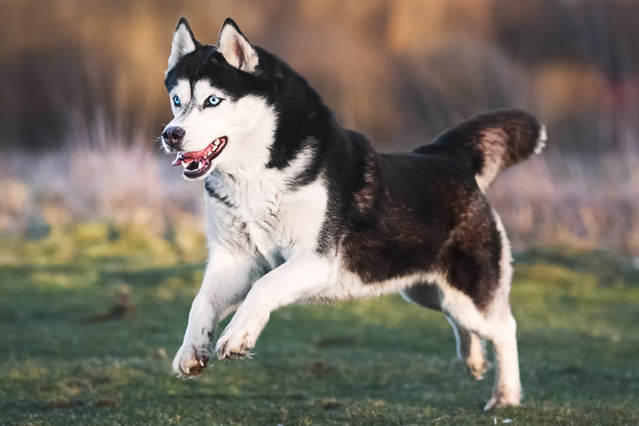 Siberian Huskies Exercise Siberian Huskies Exercise