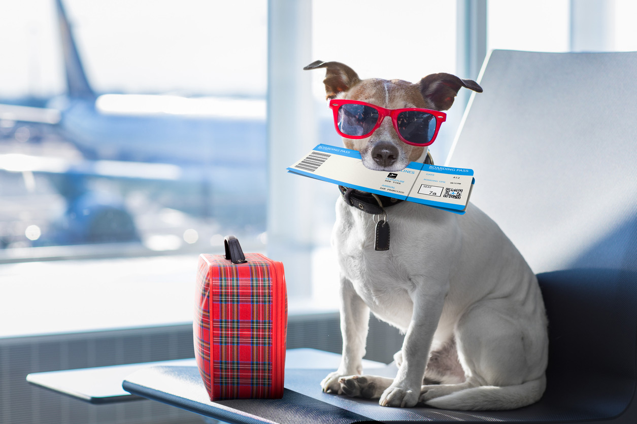 Southwest Airlines Emotional Support Animal Policy Southwest Airlines Emotional Support Animal Policy