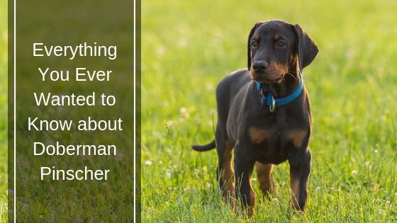 Everything You Ever Wanted to Know About Doberman Pinscher