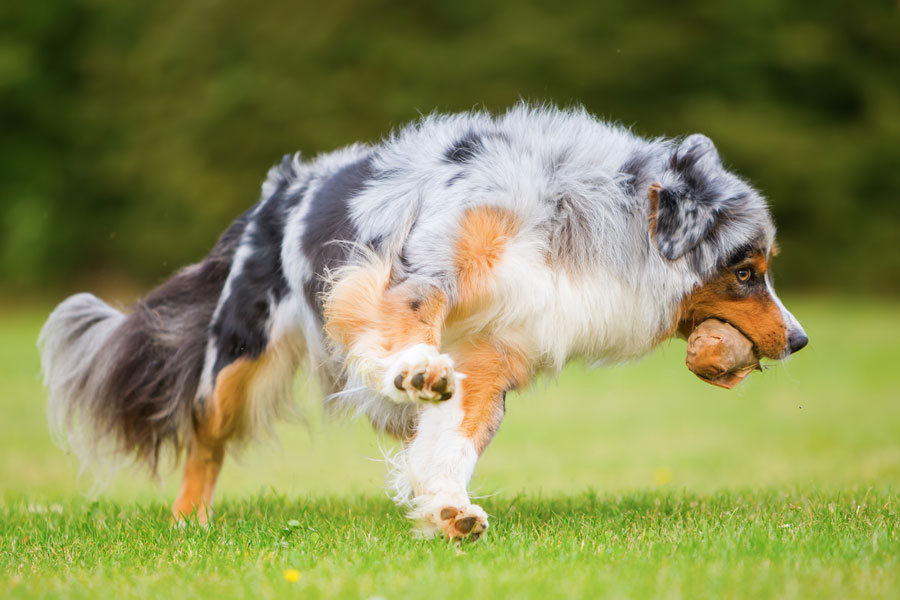 Australian Shepherd Exercise Australian Shepherd Exercise