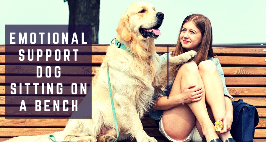 Emotional Support Dog with a young lady