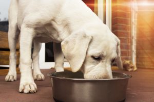 labrador dog puppy eating barf meat out of his bowl