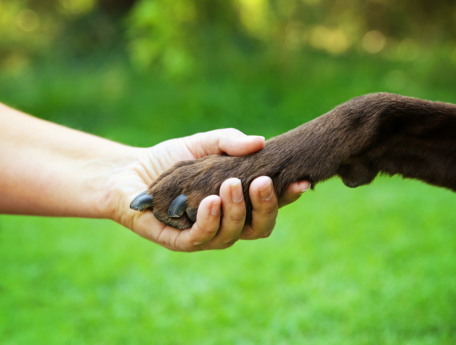 a woman shaking dog's paw