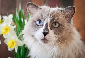 Ragdoll cat breed and a vase of narcissus on a wooden background