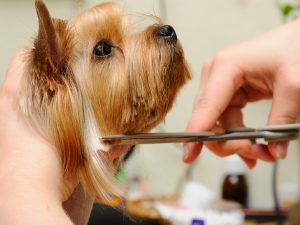 yorkshire terrier getting his hair cut at the groomer