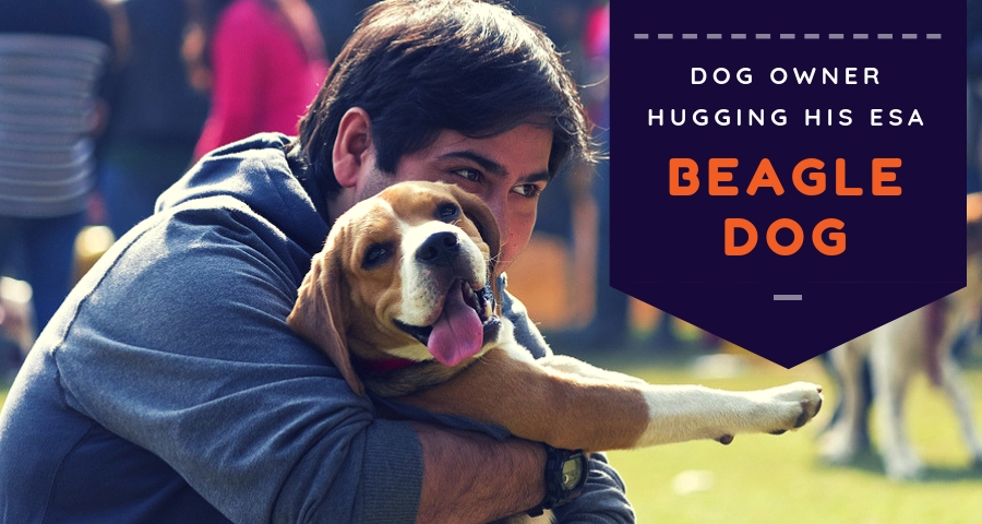 Beagle Dog Hugged by it's Owner