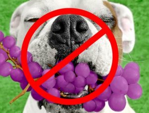 dogs eat grapes