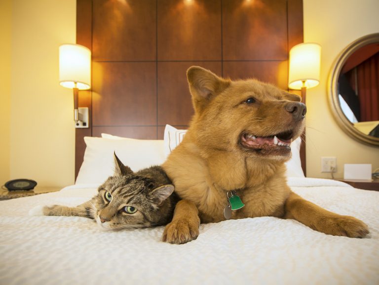 ESA Hotel Laws [2019] - Can I Bring My Pet With Me? | Therapy Pet