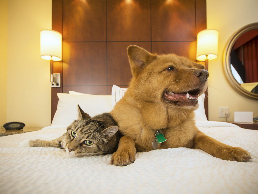 Cat And Dog Pampered In Hotel Bedroom