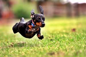 dog running on the grass