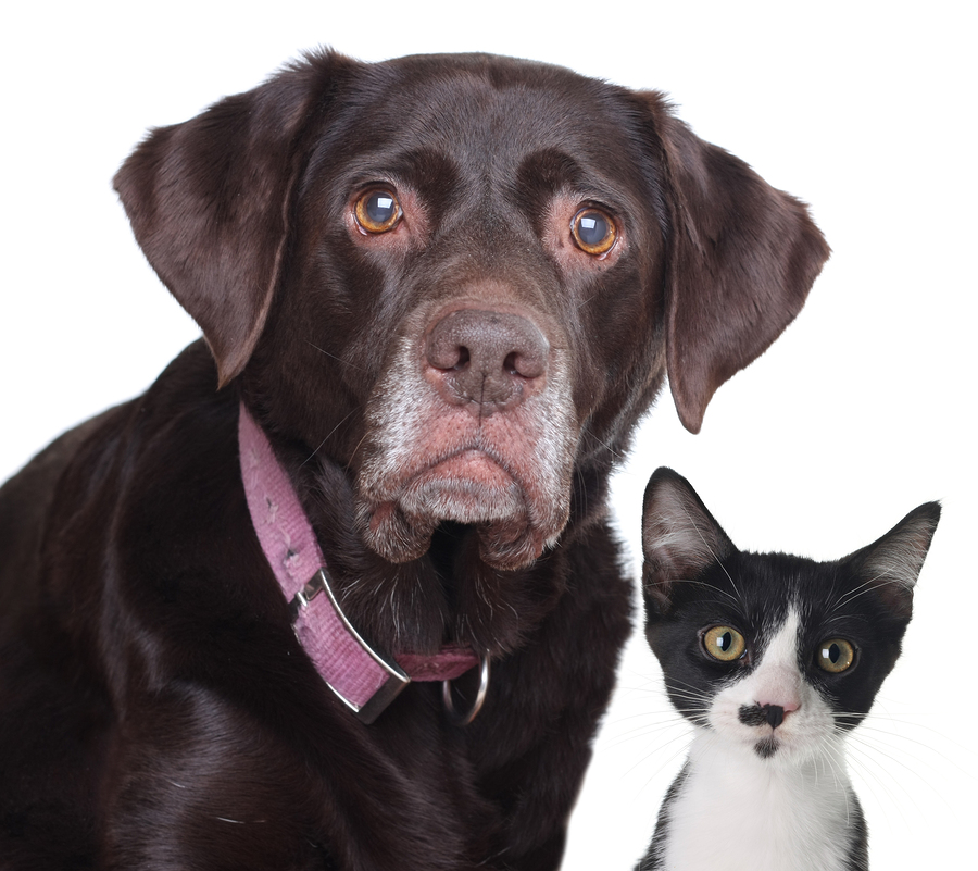 Labrador retriever dog with a cat