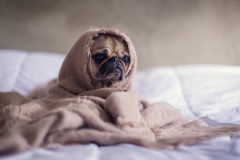 sick pug covered with blanket