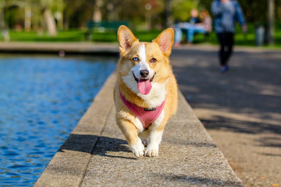 dog-walking at the park