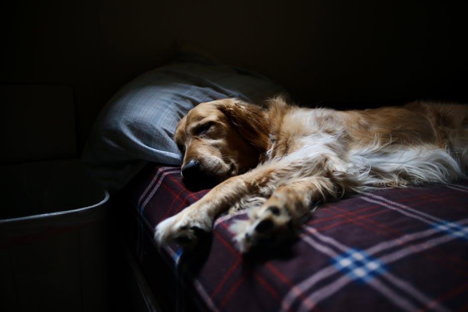 How to Get Your Dog to Go To Sleep?