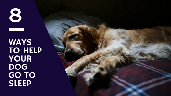 8 Ways To Help Your Dog Go To Sleep