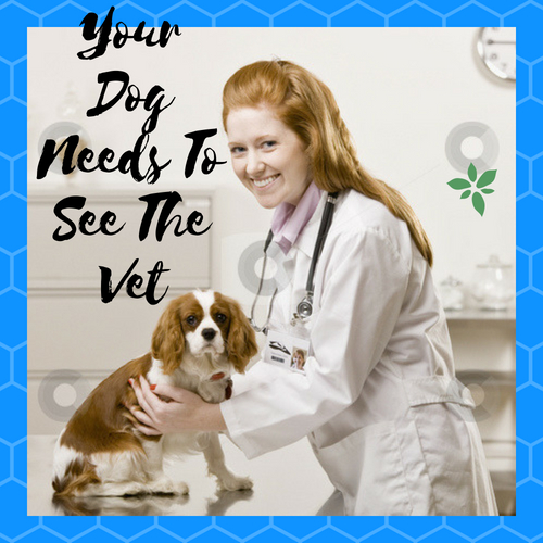 Female veterinarian with sick dog