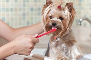 dog brushing your dogs teeth