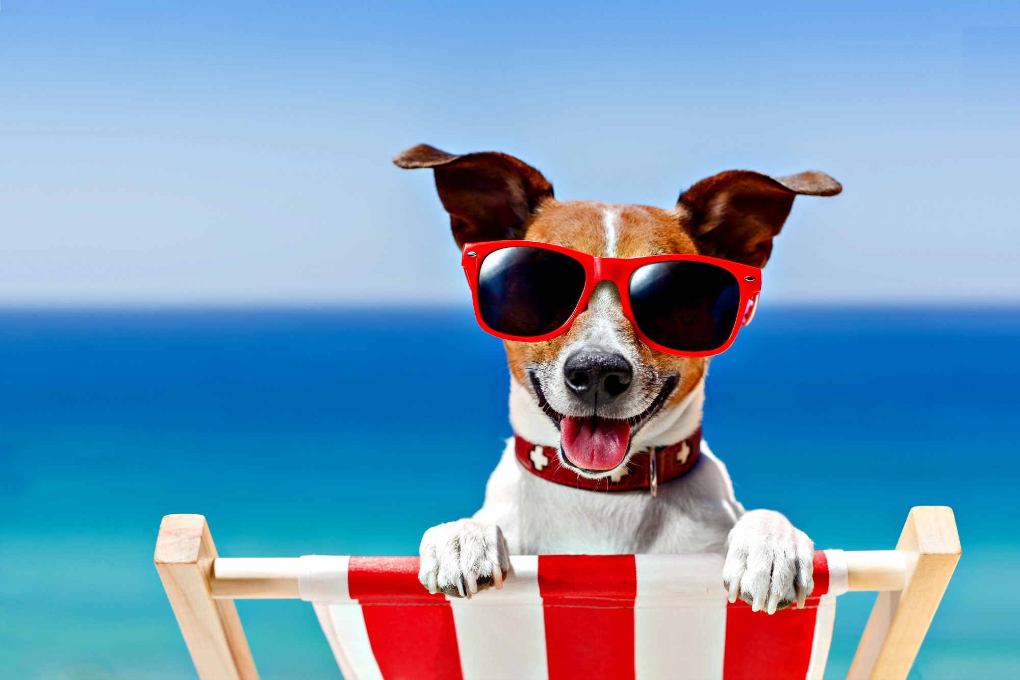 Summer Can Be A Fun Time of Year For Dogs & Owners Alike