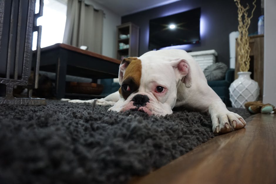 bored dog on the carpet
