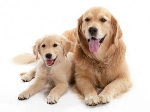 female and male puppy