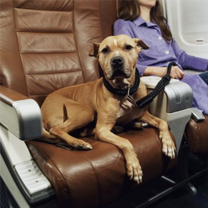 airline traveling with dog